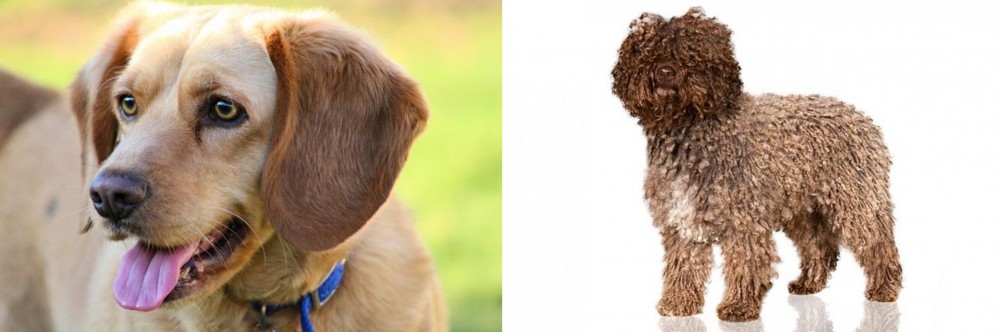Spanish Water Dog vs Beago - Breed Comparison