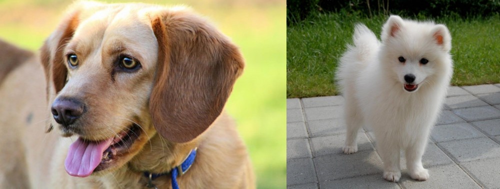 Spitz vs Beago - Breed Comparison