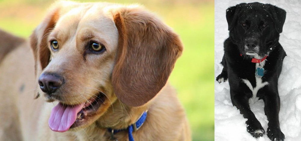 St. John's Water Dog vs Beago - Breed Comparison