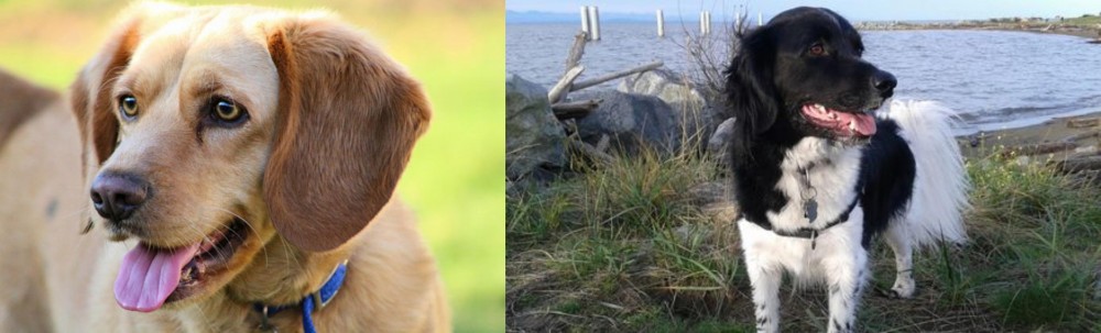 Stabyhoun vs Beago - Breed Comparison