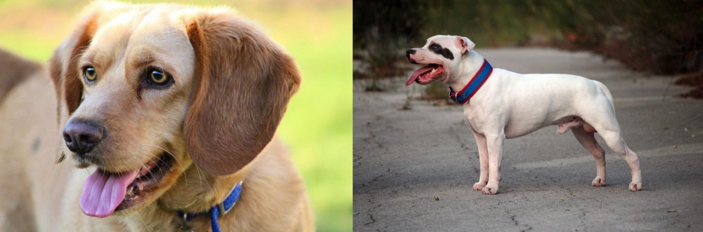 Staffordshire Bull Terrier vs Beago - Breed Comparison