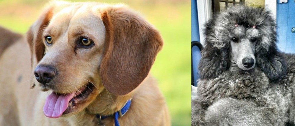 Standard Poodle vs Beago - Breed Comparison