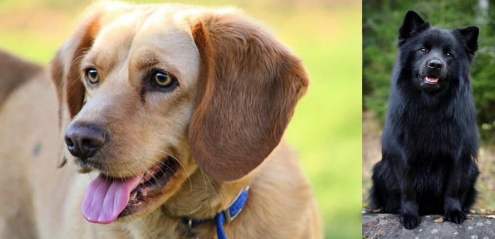 Swedish Lapphund vs Beago - Breed Comparison