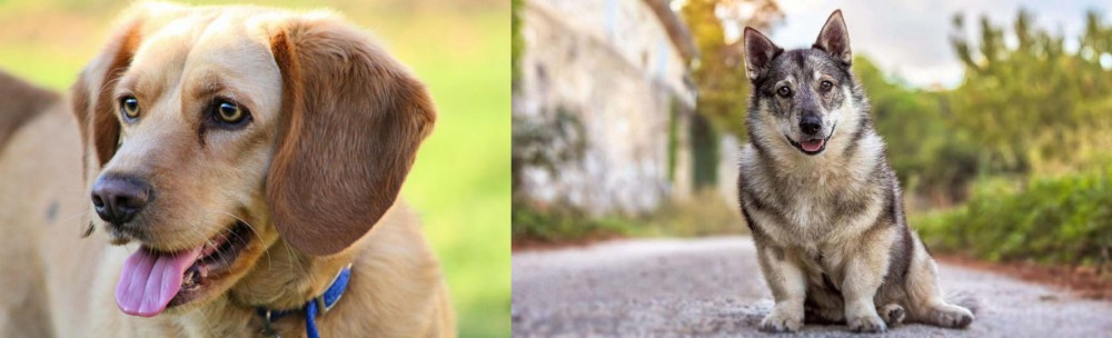 Swedish Vallhund vs Beago - Breed Comparison