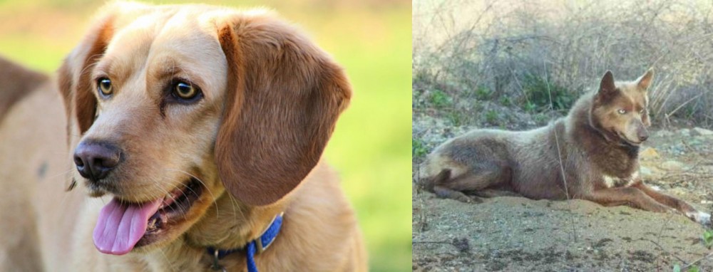 Tahltan Bear Dog vs Beago - Breed Comparison