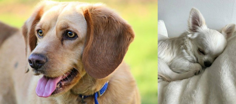 Tea Cup Chihuahua vs Beago - Breed Comparison
