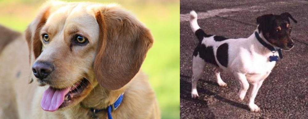Teddy Roosevelt Terrier vs Beago - Breed Comparison