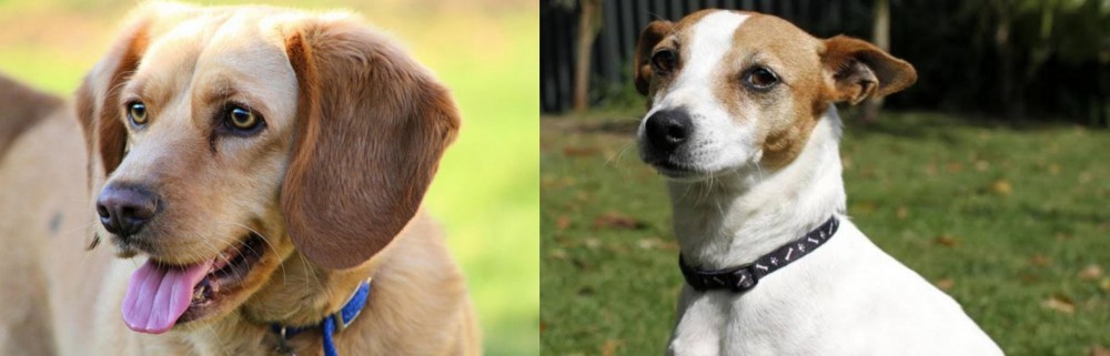 Tenterfield Terrier vs Beago - Breed Comparison