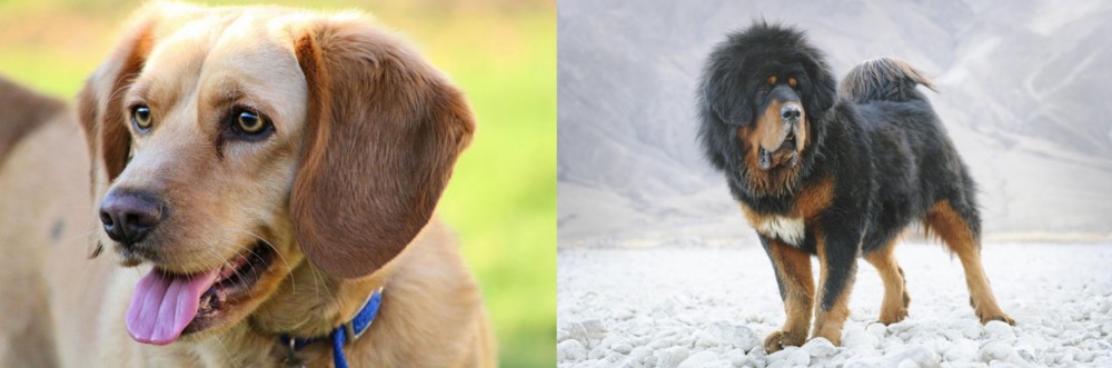 Tibetan Mastiff vs Beago - Breed Comparison
