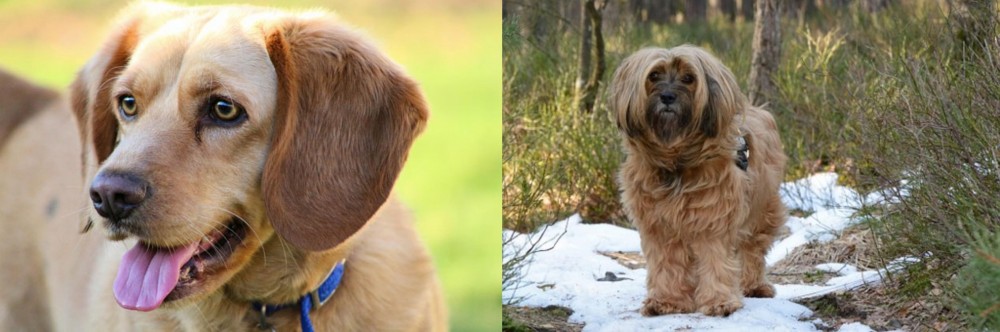 Tibetan Terrier vs Beago - Breed Comparison