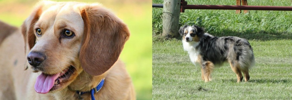 Toy Australian Shepherd vs Beago - Breed Comparison