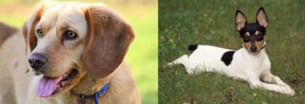 Toy Fox Terrier vs Beago - Breed Comparison