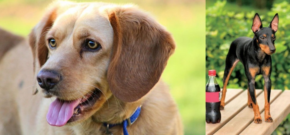 Toy Manchester Terrier vs Beago - Breed Comparison