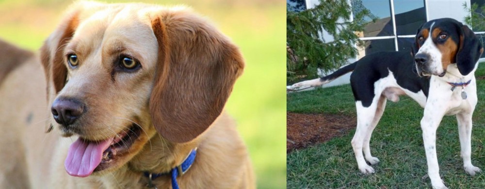 Treeing Walker Coonhound vs Beago - Breed Comparison