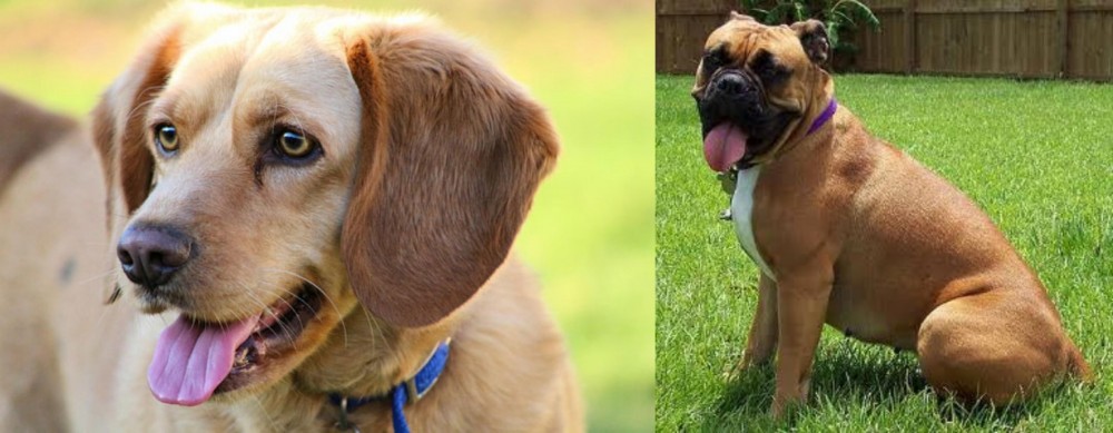 Valley Bulldog vs Beago - Breed Comparison