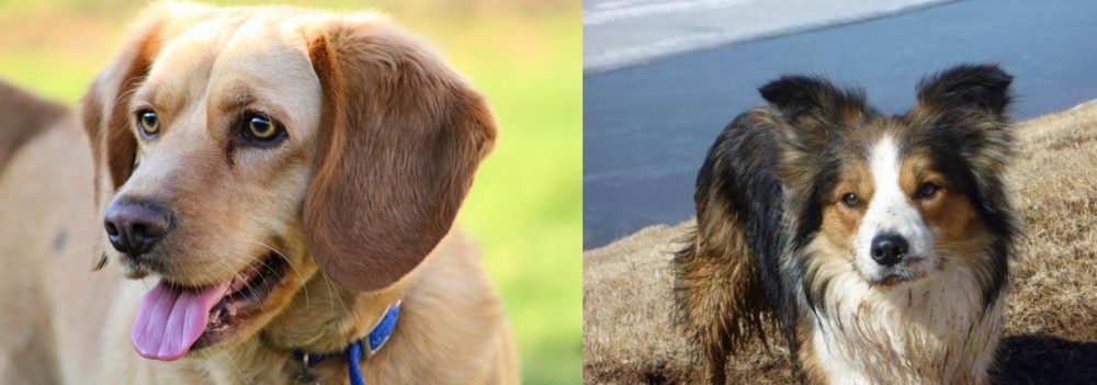 Welsh Sheepdog vs Beago - Breed Comparison