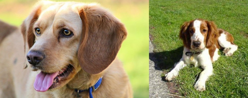 Welsh Springer Spaniel vs Beago - Breed Comparison