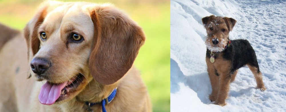 Welsh Terrier vs Beago - Breed Comparison