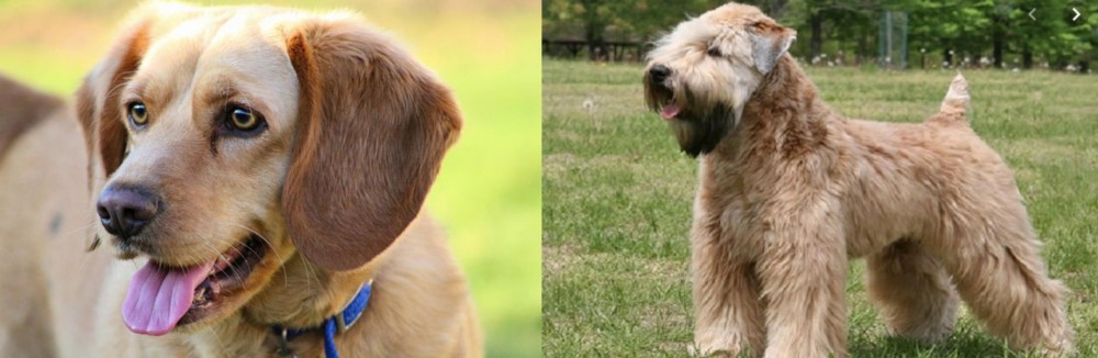 Wheaten Terrier vs Beago - Breed Comparison