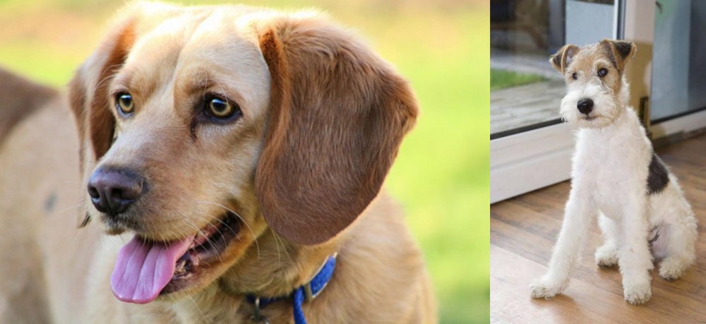 Wire Fox Terrier vs Beago - Breed Comparison
