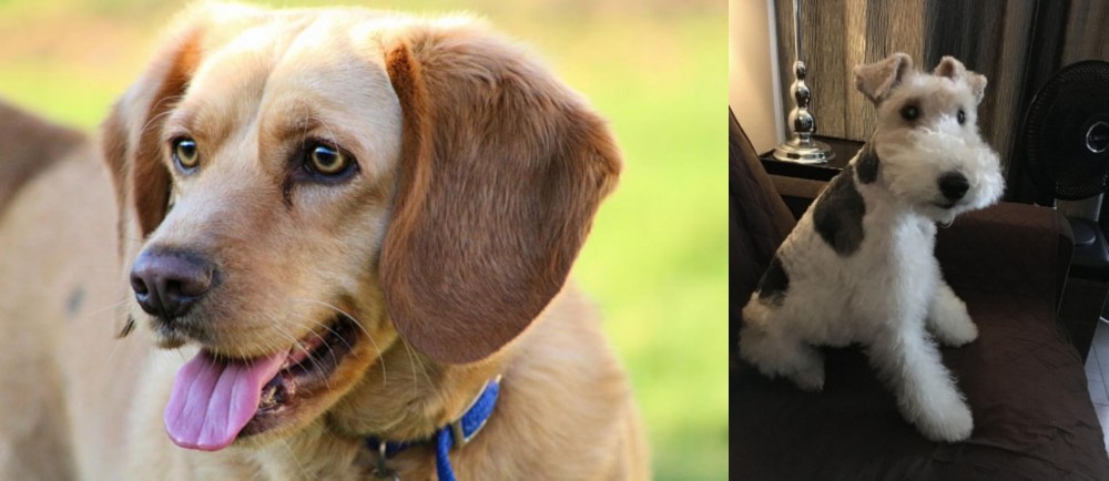 Wire Haired Fox Terrier vs Beago - Breed Comparison