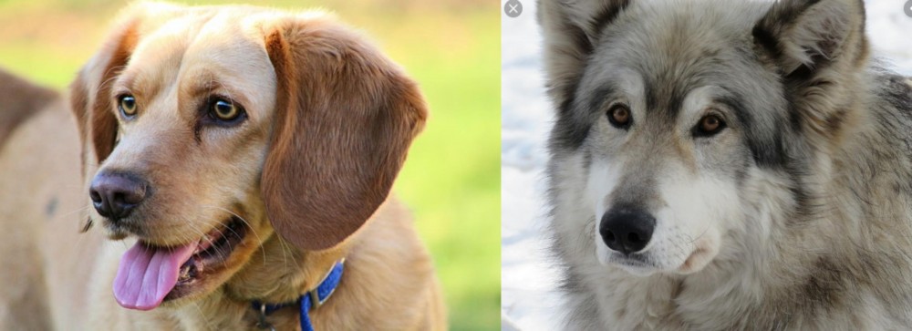 Wolfdog vs Beago - Breed Comparison