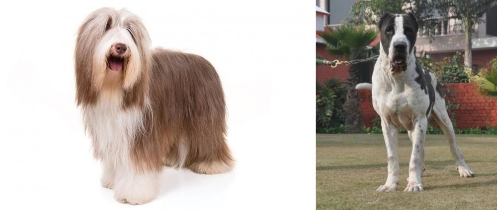 Alangu Mastiff vs Bearded Collie - Breed Comparison