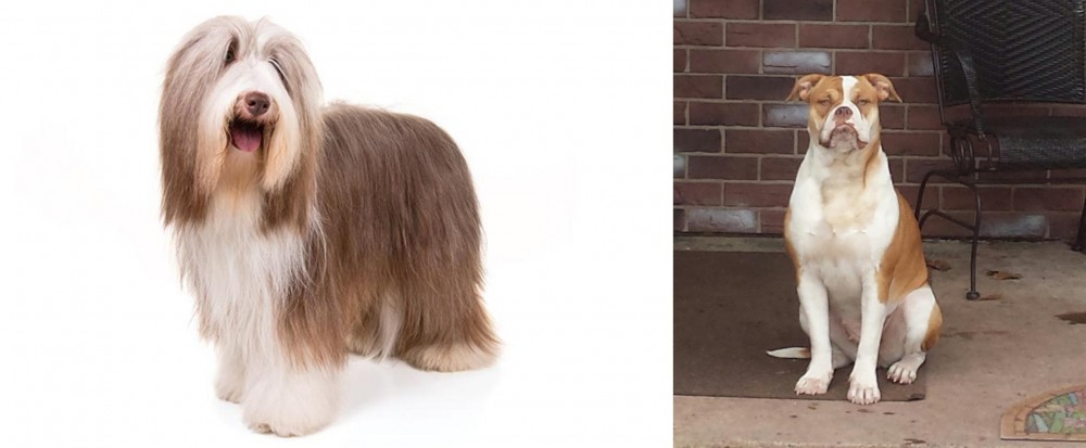 Alapaha Blue Blood Bulldog vs Bearded Collie - Breed Comparison
