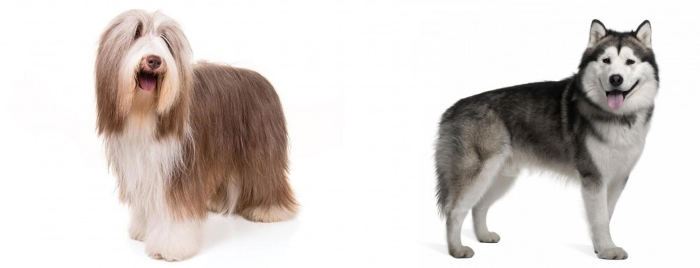 Alaskan Malamute vs Bearded Collie - Breed Comparison