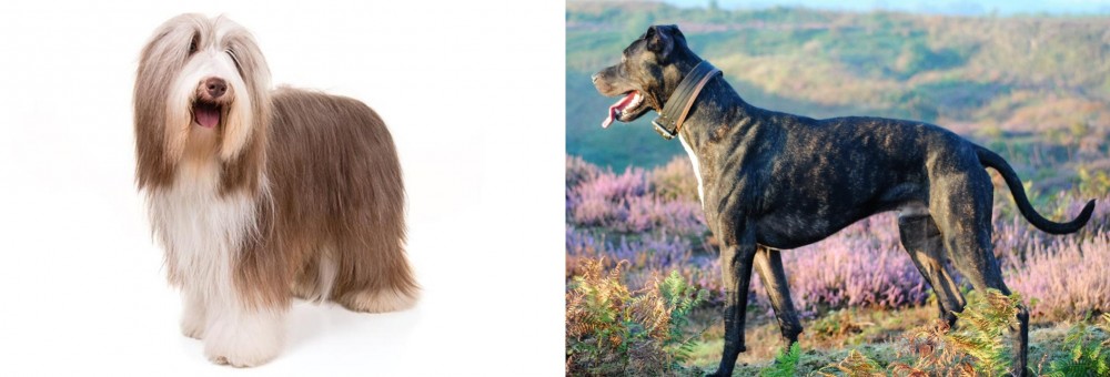 Alaunt vs Bearded Collie - Breed Comparison