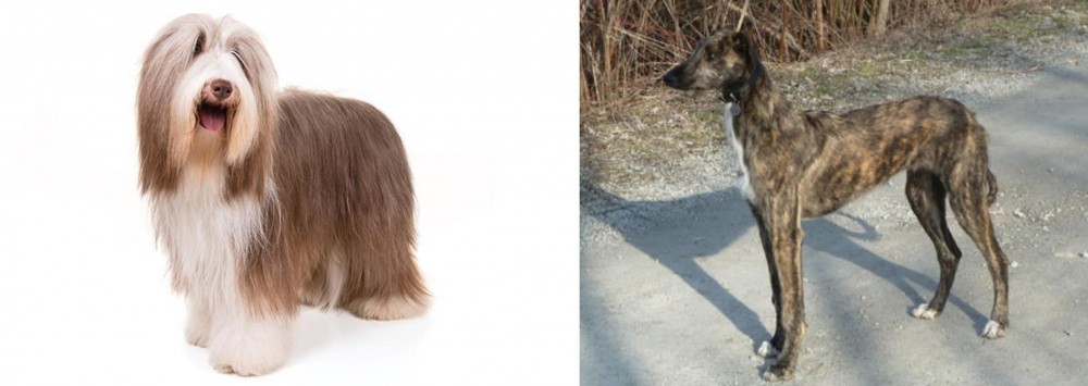 American Staghound vs Bearded Collie - Breed Comparison