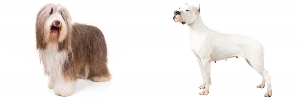 Argentine Dogo vs Bearded Collie - Breed Comparison