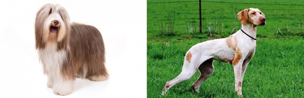 Ariege Pointer vs Bearded Collie - Breed Comparison