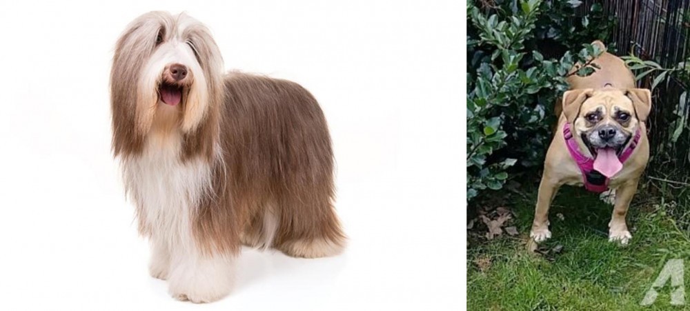 Beabull vs Bearded Collie - Breed Comparison