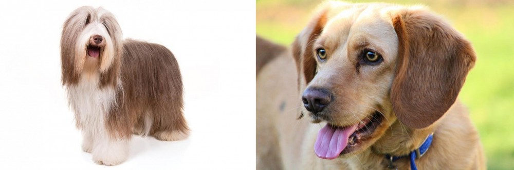 Beago vs Bearded Collie - Breed Comparison