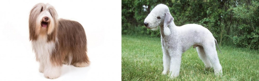 Bedlington Terrier vs Bearded Collie - Breed Comparison