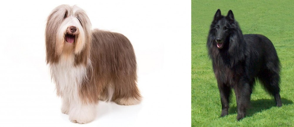 Belgian Shepherd Dog (Groenendael) vs Bearded Collie - Breed Comparison