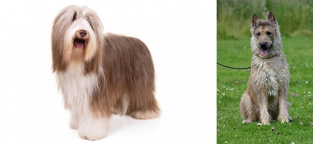 Belgian Shepherd Dog (Laekenois) vs Bearded Collie - Breed Comparison