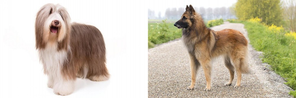 Belgian Shepherd Dog (Tervuren) vs Bearded Collie - Breed Comparison