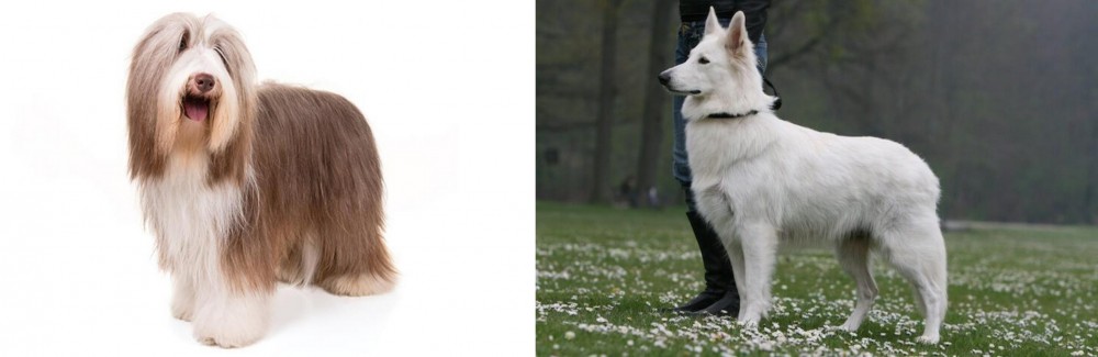 Berger Blanc Suisse vs Bearded Collie - Breed Comparison