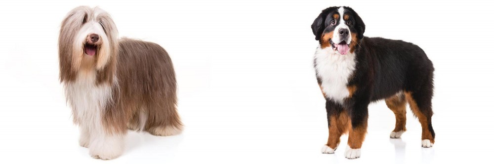 Bernese Mountain Dog vs Bearded Collie - Breed Comparison