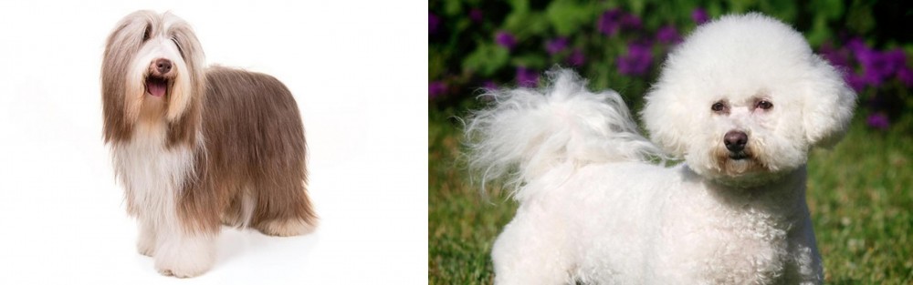 Bichon Frise vs Bearded Collie - Breed Comparison