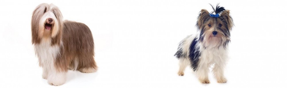 Biewer vs Bearded Collie - Breed Comparison