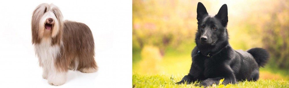 Black Norwegian Elkhound vs Bearded Collie - Breed Comparison