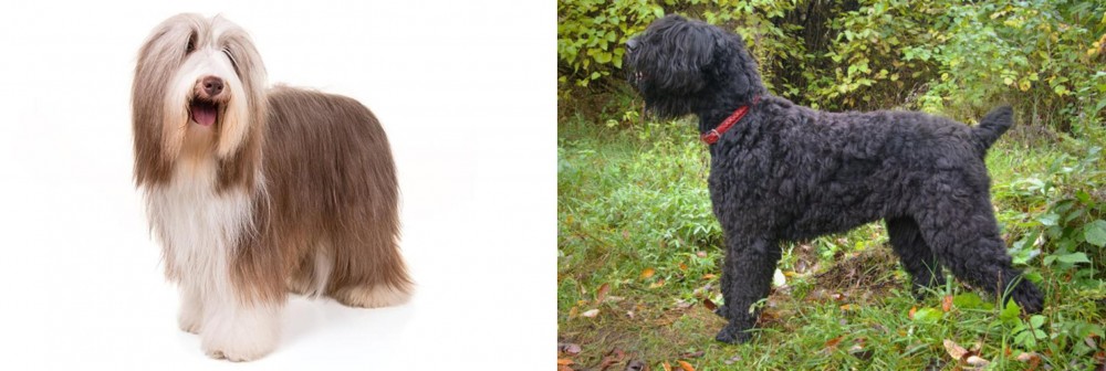 Black Russian Terrier vs Bearded Collie - Breed Comparison