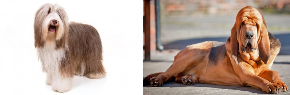 Bloodhound vs Bearded Collie - Breed Comparison