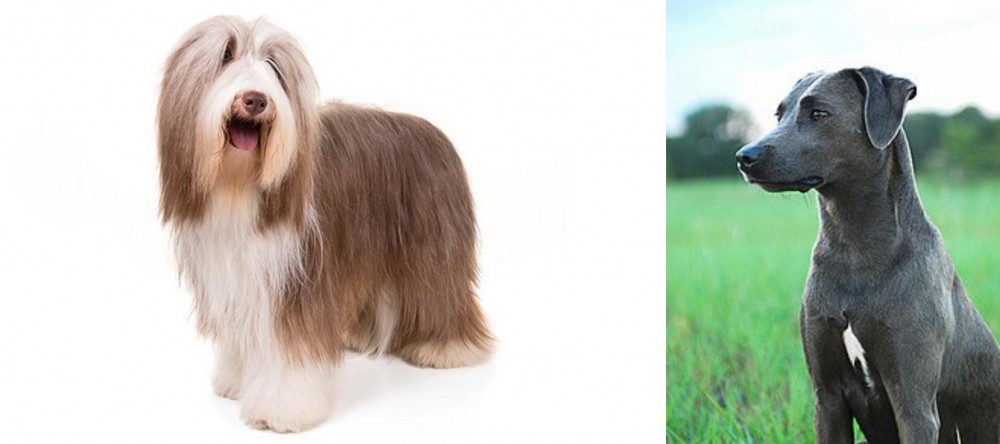 Blue Lacy vs Bearded Collie - Breed Comparison