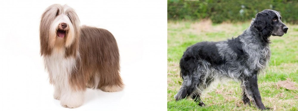 Blue Picardy Spaniel vs Bearded Collie - Breed Comparison