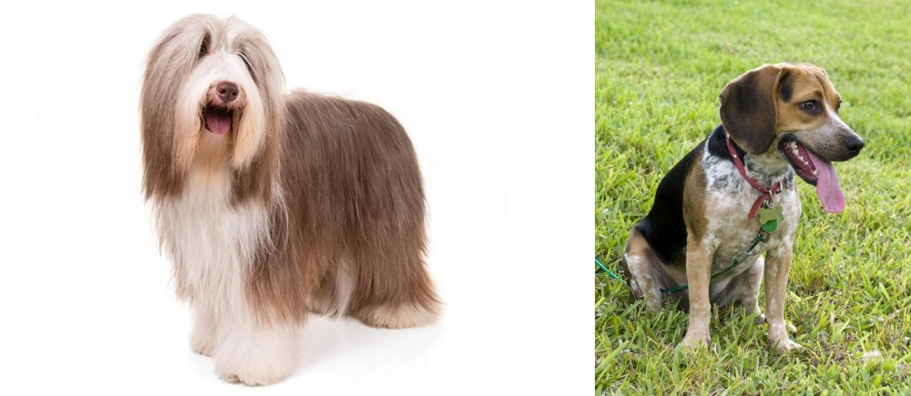 Bluetick Beagle vs Bearded Collie - Breed Comparison