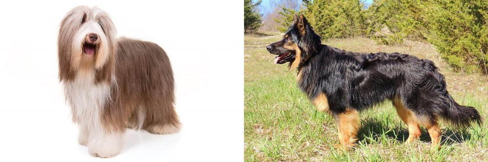 Bohemian Shepherd vs Bearded Collie - Breed Comparison
